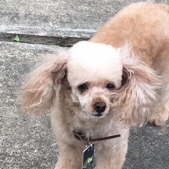 hair of the dog salon