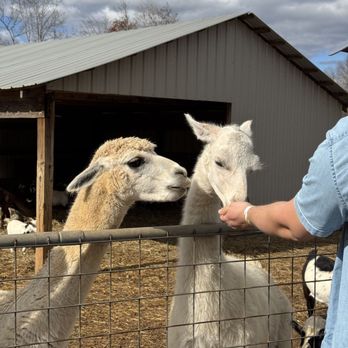 Zootastic Park - Alpacas were fun to feed! - Zoos Near Me - Troutman, North Carolina Zootastic Park - Alpacas were fun to feed! - Zoos Near Me - Troutman, North Carolina
