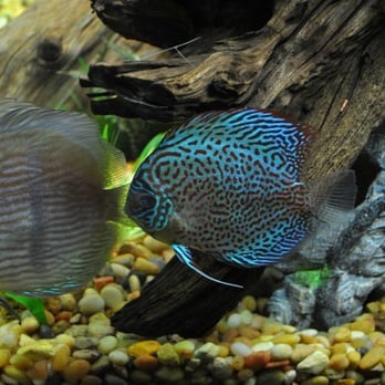 E & N Pet Paradise Shop - Live plants and all natural fish tank. - Pet Stores Near Me - Bronx, New York E & N Pet Paradise Shop - Live plants and all natural fish tank. - Pet Stores Near Me - Bronx, New York