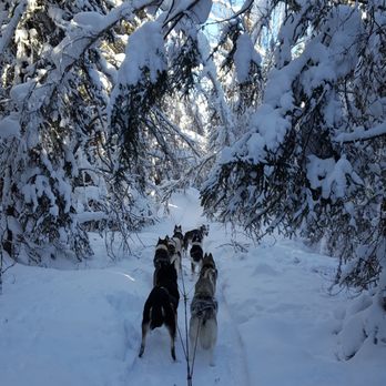Sirius Sled Dogs - Sledding Near Me - Fairbanks, Alaska