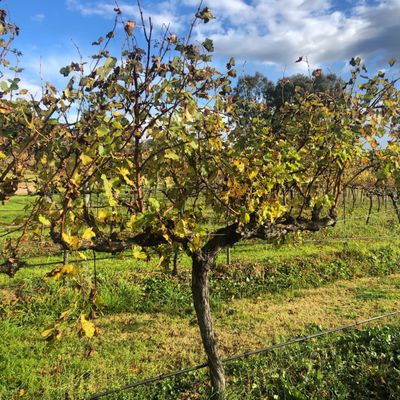 Megalong Creek Estate - Blue Mountains Winery - Megalong Valley. by null
