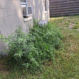 Growth over my septic tank, Growth over my septic tank,