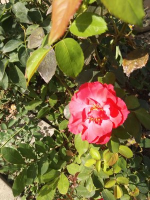 Rose Garden at Victory Park by null