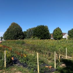 Root Down Farm