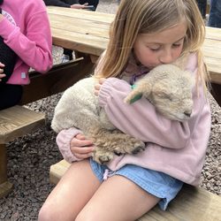 Meyer Mini Farms - Baby sheep