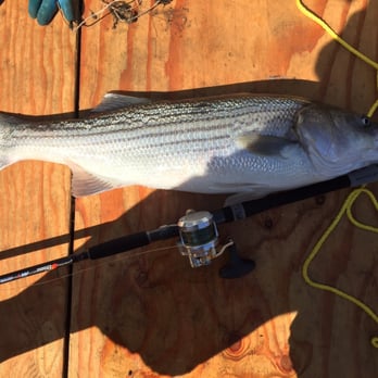 Gotcha Bait & Tackle - Another special bait the guy sold me. This time it's a 33in striper, around 16 lbs. thanks for the secret sauce. - Sporting Goods Near Me - Antioch, California Gotcha Bait & Tackle - Another special bait the guy sold me. This time it's a 33in striper, around 16 lbs. thanks for the secret sauce. - Sporting Goods Near Me - Antioch, California