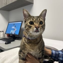 Maricopa Wells Veterinary Hospital