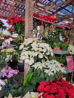 Tallahassee Nurseries by null