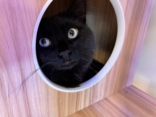 Kitty Cat Cafe and Adoption Lounge Inc by null