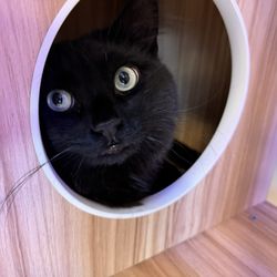 Kitty Cat Cafe