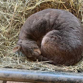 OSullivan Animal Care - Barn kitty - Pet Sitting Near Me - Derry, New Hampshire OSullivan Animal Care - Barn kitty - Pet Sitting Near Me - Derry, New Hampshire