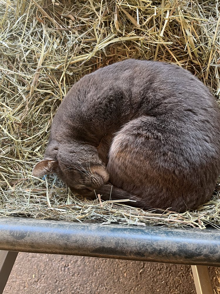 OSullivan Animal Care Image
