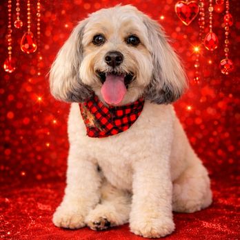 Paws On Fleek - Pet Groomers Near Me - Carson, California Paws On Fleek - Pet Groomers Near Me - Carson, California
