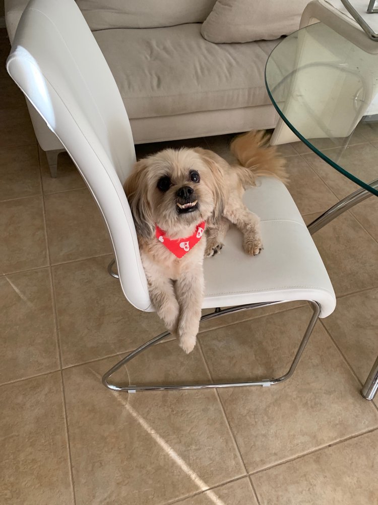 LAKELAND PET SALON 17 Photos Pet Groomers 115 E Alamo Dr