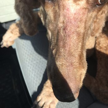 Bark Avenue - Razor Burn - Pet Sitting Near Me - Tyler, Texas Bark Avenue - Razor Burn - Pet Sitting Near Me - Tyler, Texas