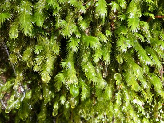 Yakusugi Land by null