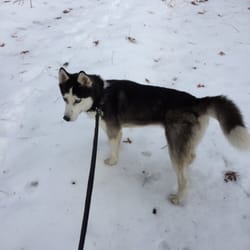 Cherry Ave Dog Park - Walking Deegan