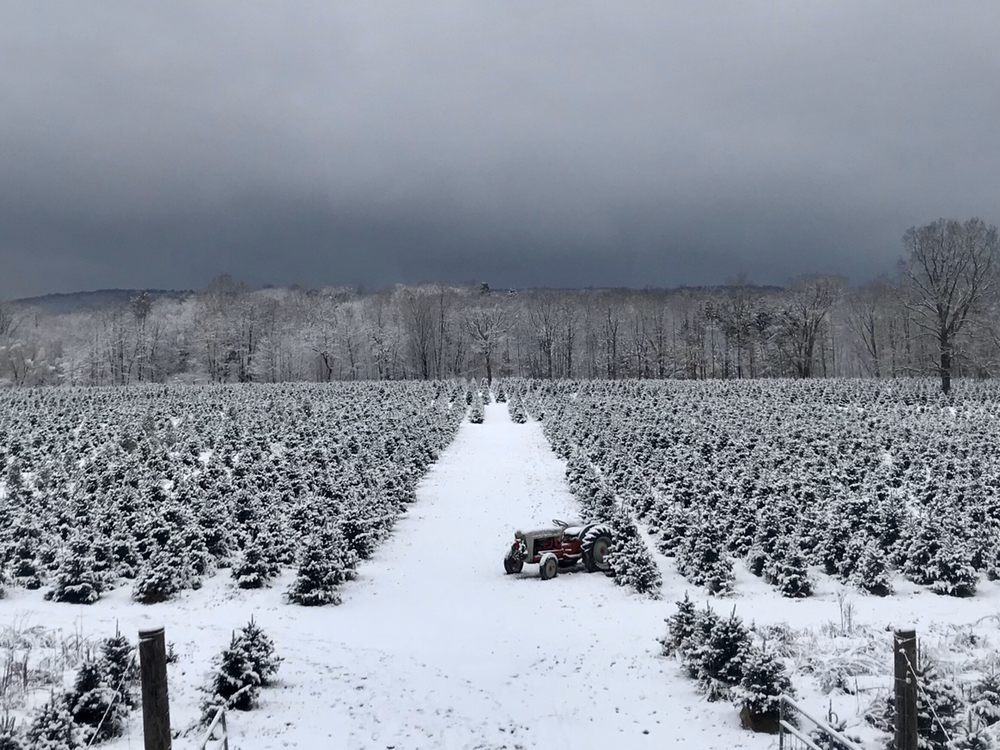 VANDERZEE CHRISTMAS TREE FARM Updated September 2024 5227 Stilwell