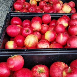 Hoopers Orchard