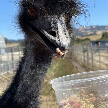 American Made Farm Sanctuary - Petting Zoos Near Me - Petaluma, California