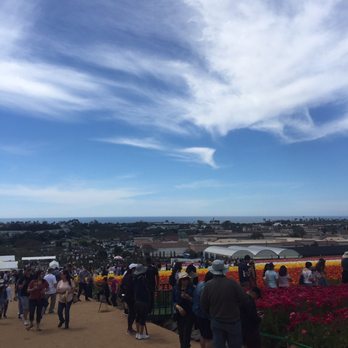 The Flower Fields - you can see the beach from here - Venues & Event Spaces Near Me - Carlsbad, California The Flower Fields - you can see the beach from here - Venues & Event Spaces Near Me - Carlsbad, California
