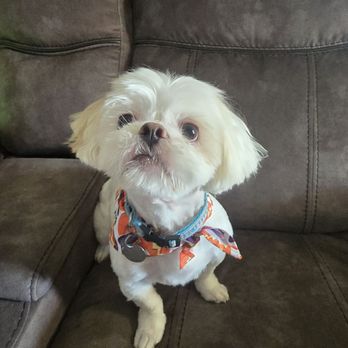 The Knotty Groomer - Kenai - Pet Groomers Near Me - Hesperia, California The Knotty Groomer - Kenai - Pet Groomers Near Me - Hesperia, California