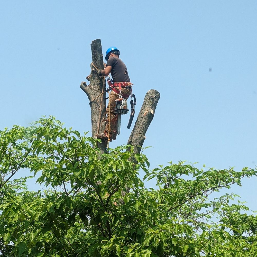 Morenos Tree Service - They are so careful to protect your existing landscaping - Tree Services Near Me - Plainfield, Illinois Morenos Tree Service - They are so careful to protect your existing landscaping - Tree Services Near Me - Plainfield, Illinois