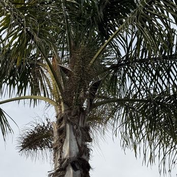 Golden Roots Tree Care - Queen Palm with seeds that constantly fall to the ground making a mess. - Tree Services Near Me - Sacramento, California Golden Roots Tree Care - Queen Palm with seeds that constantly fall to the ground making a mess. - Tree Services Near Me - Sacramento, California