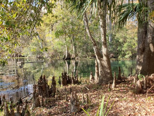 Manatee Springs by null