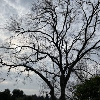 Golden Roots Tree Care - Final: looking under tree towards the back of house - Tree Services Near Me - Sacramento, California Golden Roots Tree Care - Final: looking under tree towards the back of house - Tree Services Near Me - Sacramento, California