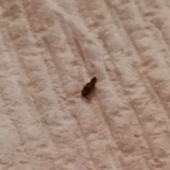 A&W Restaurant - A close up of the bug. It looks like it's missing most of its legs. Gross. - Seafood Near Me - Austin, Texas