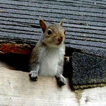 Need Pest Control - Pest Control Near Me Need Pest Control - Pest Control Near Me