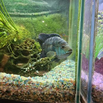 Yea's Wok - Fish tank! - Chinese Near Me - Newcastle, Washington