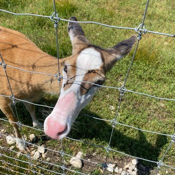 Deer Ranch - Amusement Parks Near Me - Saint Ignace, Michigan Deer Ranch - Amusement Parks Near Me - Saint Ignace, Michigan