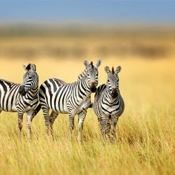 Susan Parr Travel