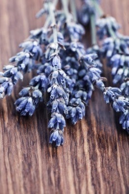 Earth Essence- Body of Balance