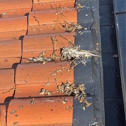 Some of the bird and nest collection found under my panels