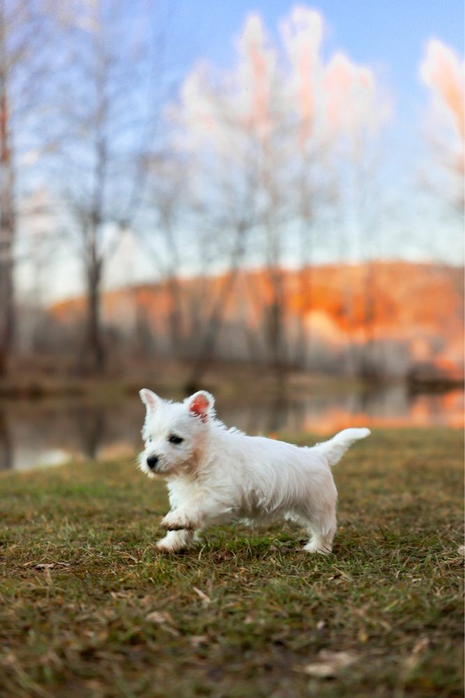 PEA RIDGE KENNELS Updated October 2024 10 Photos 2195 Oakridge Rd, Mansfield, Missouri