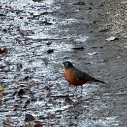 Luther Burbank Park - Cute little bird.