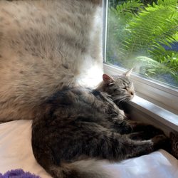 Animal Ally Mobile Veterinary Care - Our beautiful Nils