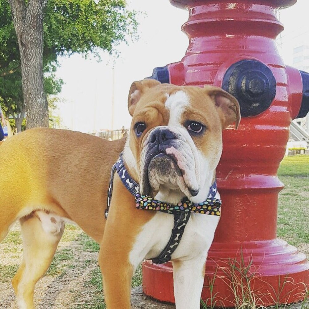 Danny Jackson Dog Park - Caesar loves it here - Dog Parks Near Me - Houston, Texas