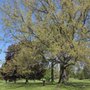 Photo of Brooklyn Heights Cemetery & Mausoleums