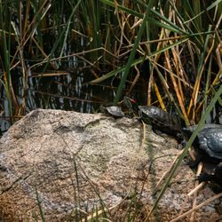 Fresno Discovery Center - Red-Eared sliders basking in the Walden Pond