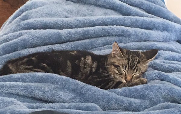 Sweet Springs Family Farm by null