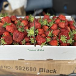 Schaefer's Farm Market & CSA - 12+ pounds of strawberries