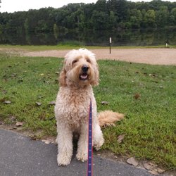 Chicopee Memorial State Park - Goldendoodle approved (but he does wish I let him go swimming)!!