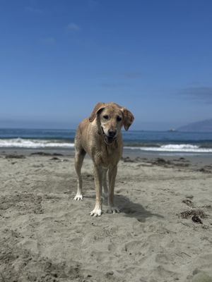 Sand Dollar Beach by null