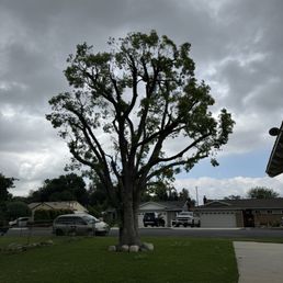 Front yard tree