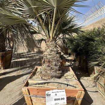 Star Nursery - Nurseries & Gardening Near Me - Las Vegas, Nevada Star Nursery - Nurseries & Gardening Near Me - Las Vegas, Nevada