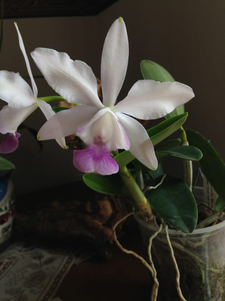 THE CRYSTAL JUNGLE 6170 Miami Church Rd, Concord, North Carolina